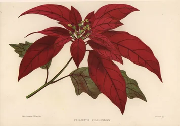 Weihnachtsstern, Euphorbia pulcherrima